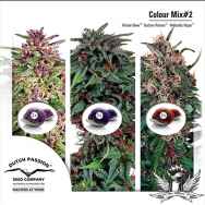 Dutch Passion Seeds Coloured Mix 2